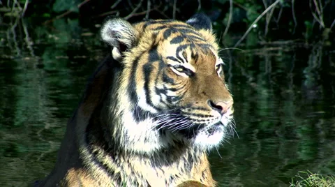 Young Tiger 스톡 동영상 1075973