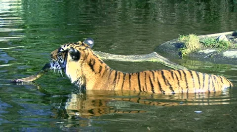 Young Tiger 스톡 동영상 1075979