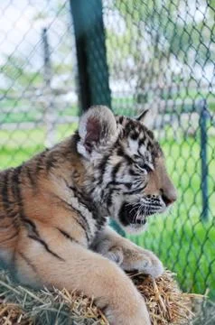 Young tiger Stock Photos