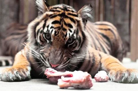 Young tiger Stock Photos