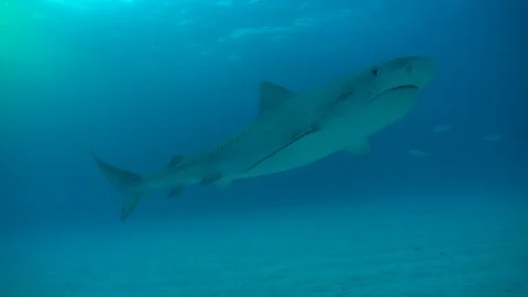 Young Tiger Shark Approaches Camera Stock Footage 126051803
