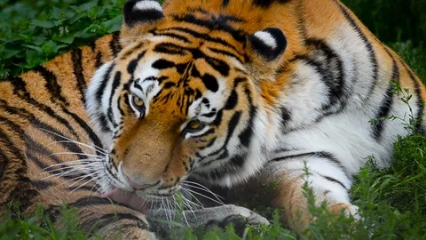 Young tiger is washing himself Stock Footage 90197004
