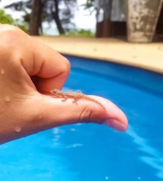 Young tiny bearded dragon lizard in human hand sitting on thumb finger Stock Photos
