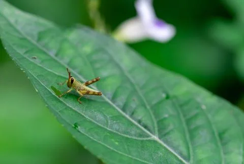 Young tiny grasshopper hiding in the green foliage. closeup macro Stock Photos