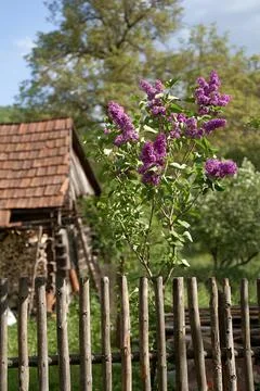 Young tiny lilac tree growing by a wooden tent on old rural house tiled roof Stock Photos