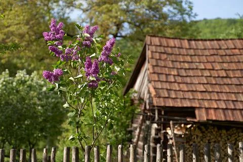 Young tiny lilac tree growing by a wooden tent on old rural house tiled roof Stock Photos