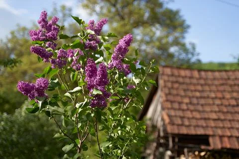 Young tiny lilac tree growing by a wooden tent on old rural house tiled roof Stock Photos