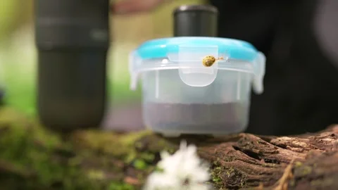 A young tiny snail on a plastic food container outdoors Stock Footage 277268800