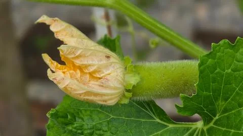 Young Tiny Winter Melon Fruit with Yellow Flower on Vine. 库存照片