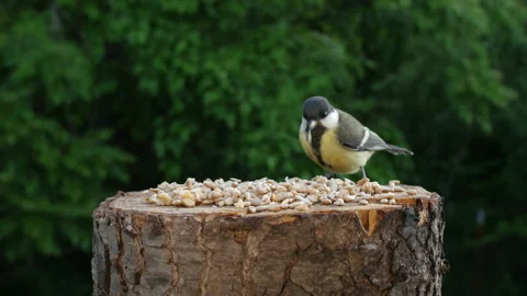 Young tit chicks learn to peck grain on their own Video stock 341950876