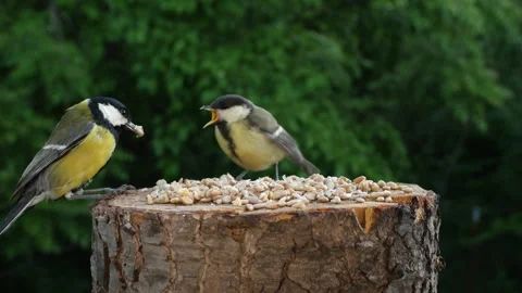 Young tit chicks learn to peck grain on their own Video stock 341988456