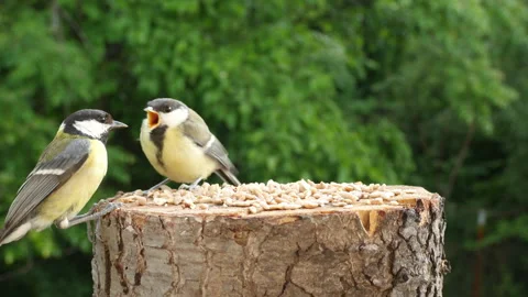 Young tit chicks learn to peck grain on their own Video stock 342009644