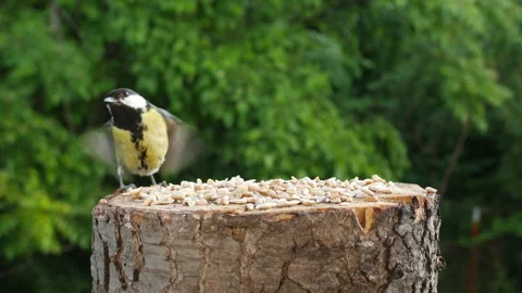 Young tit chicks learn to peck grain on their own 4K Video stock 342017722