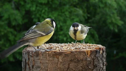 Young tit chicks learn to peck grain on their own Video stock 342120892