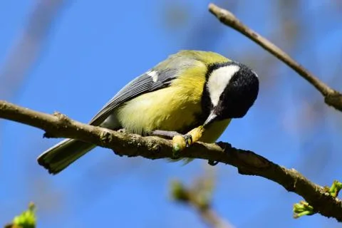 Young tit Parus major eats yellow caterpillar on cherry plum branch Stock Photos