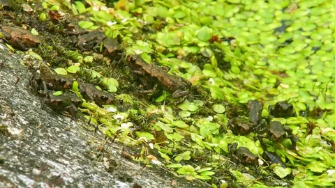 Young Toad (Bufo bufo) Leaving Pond at Sunrise in Summer, Top View Close-Up.. Stock Footage 327208069
