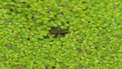 Young Toad (Bufo bufo) Leaving Pond at Sunrise in Summer, Top View Close-Up.. Stock Footage 327208261