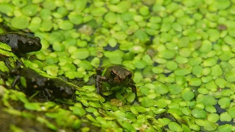Young Toad (Bufo bufo) Leaving Pond at Sunrise in Summer, Top View Close-Up.. Stock Footage 327208278