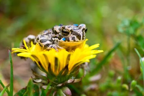 Young toad on the flower Stock Photos