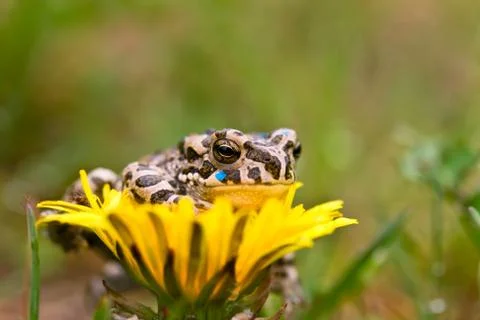 Young toad on the flower Stock Photos