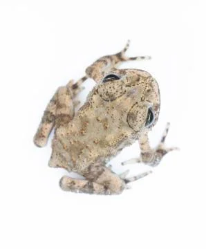 Young toad isolated on white background Stock Photos