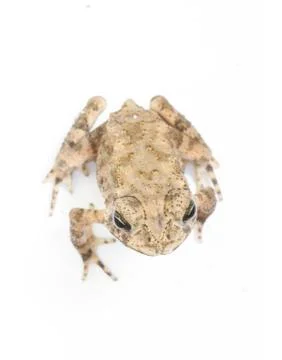 Young toad isolated on white background Foto stock