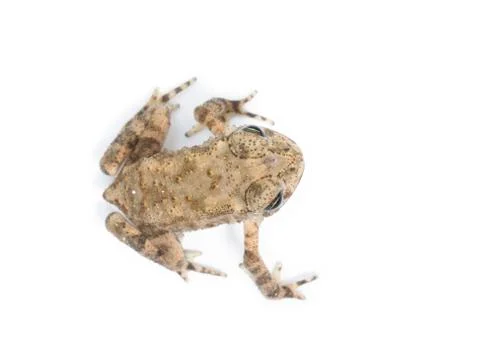 Young toad isolated on white background Stock Photos