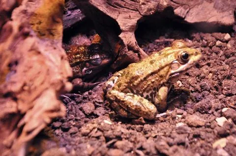 Young toads on the floor Stock Photos