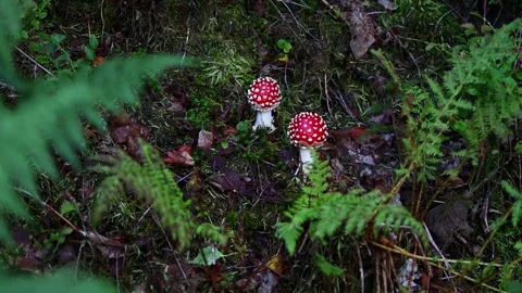 Young toadstools in the autumn forest video Stock-Footage 255426870