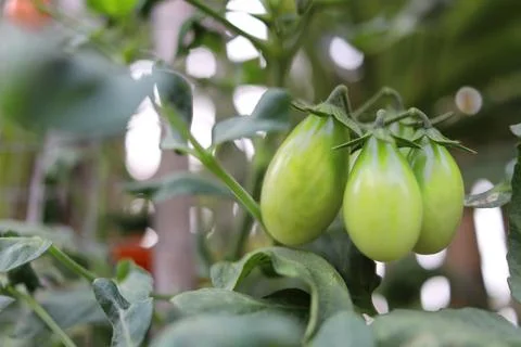 Young tomato fruit. Stock Photos