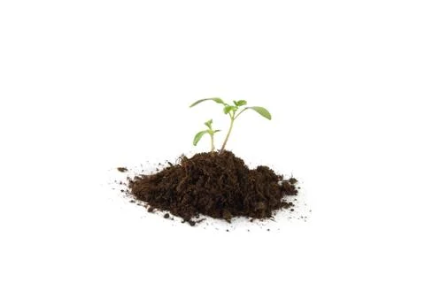Young tomato Stock Photos