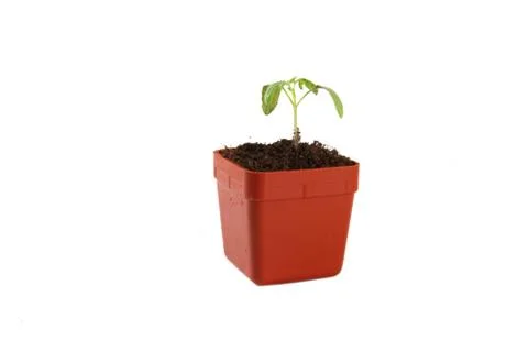 Young tomato Stock Photos