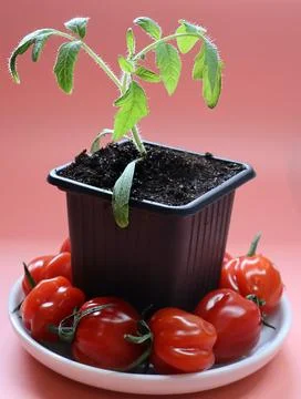 A young tomato plant growing in a small black plastic pot Stock Photos