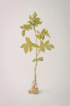 Young tomato plant with root system Stock Photos