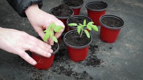 Young Tomato Plants Being Transferred Into Containers During Early Growing .. Stock Footage 333857319