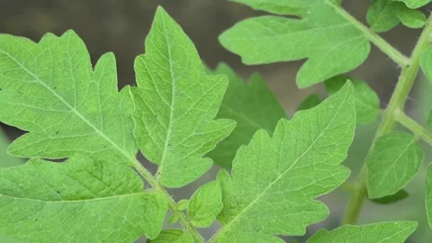 Young tomato plants Stock Footage 313647027