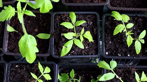 Young tomato plants in a nursery ready for planting in the garden. Stock Footage 169796540