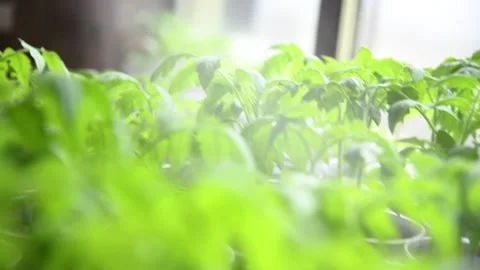 Young tomato plants in pots 库存影片 152735835