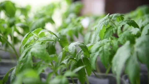 Young tomato plants in pots Vidéo 152735961