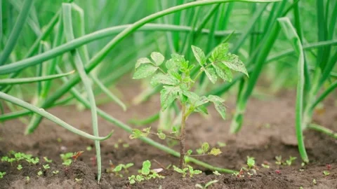 Young tomato seedling close-up against the background of growing green onions Stock Footage 201946005