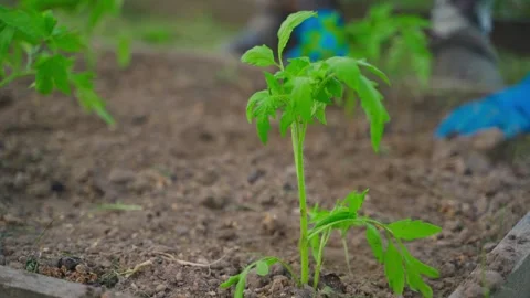 A young tomato seedling in the foreground. Gloved hands working in the garden in Stock-Footage 310928192