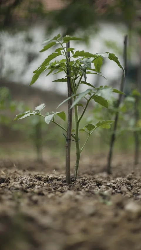 Young tomato seedling growing in soil with fresh green leaves, representing a Stock Footage 342237759