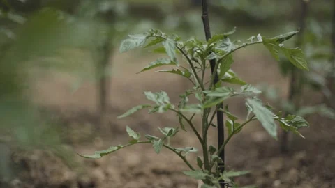 Young tomato seedling growing in soil with fresh green leaves, representing a Stock Footage 342237799