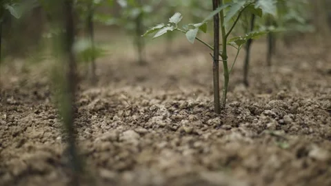 Young tomato seedling growing in soil with fresh green leaves, representing a Stock Footage 342237810