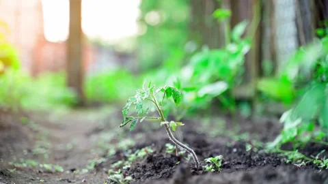 A young tomato seedling grows in the direction of the sun close-up in a garden Stock Footage 214588710