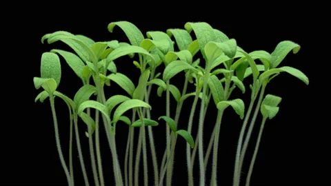 Young tomato seedlings on black background. Stock Footage 177730168