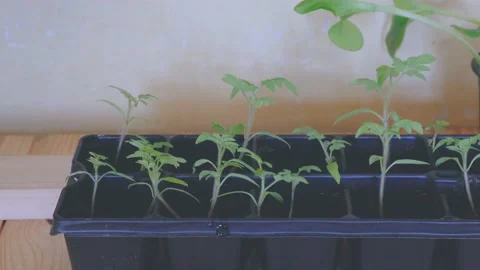 Young tomato seedlings in a container.  Stock Footage 149113617