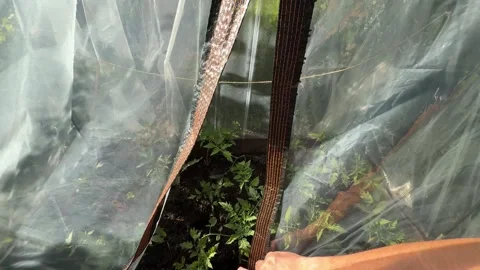 Young Tomato Seedlings Growing in Small Backyard Greenhouse Stock Footage 337156157