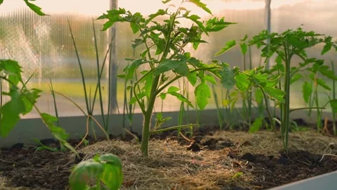 Young tomato sprout growing on a bed in a greenhouse, close-up Stock Footage 313464894