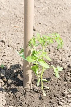 Young tomato strapped to a plastic pole Stock Photos